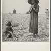 Hoe culture on the Mississippi Delta