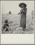Hoe culture on the Mississippi Delta