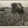 Wheat in Sperryville, Virginia