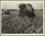 Wheat in Sperryville, Virginia