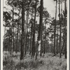 Turpentine trees in northern Florida