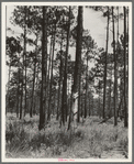 Turpentine trees in northern Florida