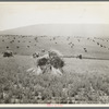 Virginia wheat. Vicinity of Sperryville