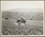 Virginia wheat. Vicinity of Sperryville