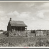 Plantation cotton cabin (Negro). Mississippi Delta, near Vicksburg