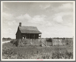 Plantation cotton cabin (Negro). Mississippi Delta, near Vicksburg