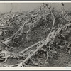 Corn, dried up and lying in the field. The temperature was over one hundred degrees. Between Dallas and Waco, Texas