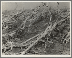 Corn, dried up and lying in the field. The temperature was over one hundred degrees. Between Dallas and Waco, Texas