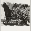 Migrants from Delaware picking berries in southern New Jersey