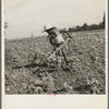 Child of impoverished Negro tenant family working on farm. Alabama