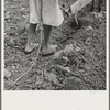 Alabama plow girl. Near Eutaw, Alabama