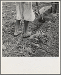 Alabama plow girl. Near Eutaw, Alabama