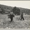 Men cradling wheat in eastern Virginia near Sperryville
