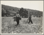 Men cradling wheat in eastern Virginia near Sperryville