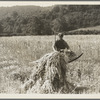 Cradling wheat near Sperryville, Va. A hand binder follows the mower. 1936