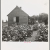 Typical cotton picker's shack of the South. Mississippi