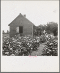 Typical cotton picker's shack of the South. Mississippi