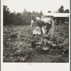 Family of one of the evicted sharecroppers from Arkansas who has been resettled at Hill House, Mississippi