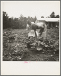 Family of one of the evicted sharecroppers from Arkansas who has been resettled at Hill House, Mississippi