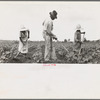 Hoe culture in the South. Near Eutaw, Alabama