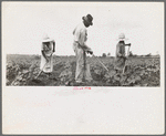Hoe culture in the South. Near Eutaw, Alabama