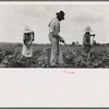 Hoe culture in the South. Near Eutaw, Alabama