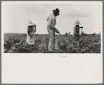 Hoe culture in the South. Near Eutaw, Alabama