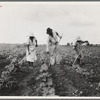 A Negro tenant farmer and several members of his family hoeing cotton on their farm in Alabama