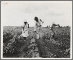 A Negro tenant farmer and several members of his family hoeing cotton on their farm in Alabama