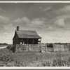 Plantation cotton cabin (Negro). Mississippi Delta, near Vicksburg