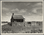 Plantation cotton cabin (Negro). Mississippi Delta, near Vicksburg