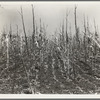 Corn, drought-stricken and eaten off by grasshoppers. Near Russelville [i.r. Russellville], Arkansas