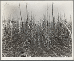 Corn, drought-stricken and eaten off by grasshoppers. Near Russelville [i.r. Russellville], Arkansas