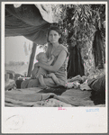 Drought refugees from Oklahoma camping by the roadside. They hope to work in the cotton fields ...