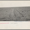 An example of how listing soil into furrows helps impede erosion. Mills, New Mexico
