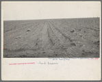 An example of how listing soil into furrows helps impede erosion. Mills, New Mexico