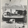 Oklahoma potato picker's family encamped on the flats near Shafter, California