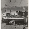 Oklahoma potato picker's family encamped on the flats near Shafter, California