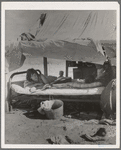 Oklahoma potato picker's family encamped on the flats near Shafter, California