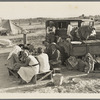 Potato harvesters. Kern County, California