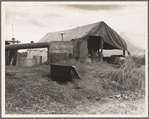Cotton pickers camp. Kern County, California