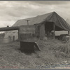 Cotton pickers camp. Kern County, California