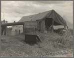 Cotton pickers camp. Kern County, California