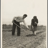 Outskirts of San Bernardino, California. A new home in California. Drought refugees from Colorado now making a new start in California. Living in Cotton Gardens