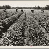 Hightstown, New Jersey. The homesteaders of the farm group are proud of their straight potato row. They have raised very successful crops. The farm was started in 1934