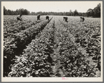 Hightstown, New Jersey. The homesteaders of the farm group are proud of their straight potato row. They have raised very successful crops. The farm was started in 1934