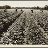 Hightstown, New Jersey. The homesteaders of the farm group are proud of their straight potato row. They have raised very successful crops. The farm was started in 1934