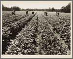 Hightstown, New Jersey. The homesteaders of the farm group are proud of their straight potato row. They have raised very successful crops. The farm was started in 1934