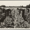 Potato field, where the farm members of this resettled group have the second best crop in the three leading potato counties, according to estimates of the New Jersey Agricultural State College. Hightstown, New Jersey