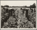Potato field, where the farm members of this resettled group have the second best crop in the three leading potato counties, according to estimates of the New Jersey Agricultural State College. Hightstown, New Jersey
